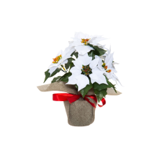  Winteria Mikulásvirág cserépben 33 cm fehér dekoráció