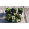 YAB YUM ÉVELŐ MIX CS: 9 CM