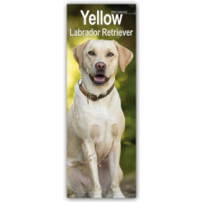  Yellow Labrador Retriever - Gelbe Labradore 2024 naptár, kalendárium