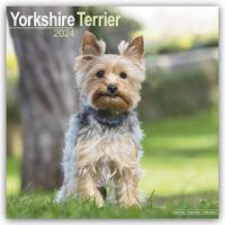  Yorkshire Terrier - Yorkshire Terrier 2024 16-Monatskalender naptár, kalendárium